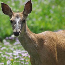 Love of the Wild Ones